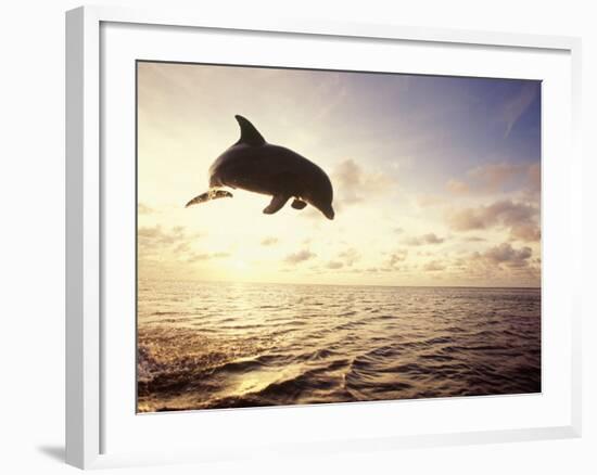 Bottlenose Dolphin Jumping Out of Water-Stuart Westmorland-Framed Photographic Print