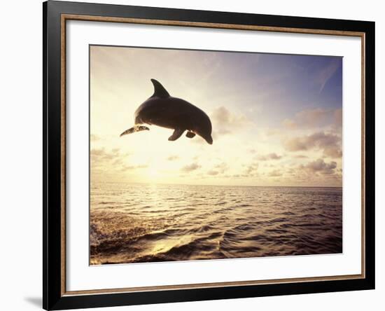 Bottlenose Dolphin Jumping Out of Water-Stuart Westmorland-Framed Photographic Print