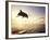 Bottlenose Dolphin Jumping Out of Water-Stuart Westmorland-Framed Photographic Print