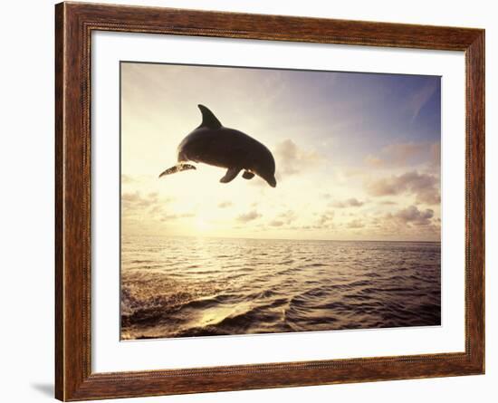 Bottlenose Dolphin Jumping Out of Water-Stuart Westmorland-Framed Photographic Print