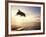 Bottlenose Dolphin Jumping Out of Water-Stuart Westmorland-Framed Photographic Print