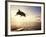 Bottlenose Dolphin Jumping Out of Water-Stuart Westmorland-Framed Photographic Print