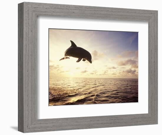 Bottlenose Dolphin Jumping Out of Water-Stuart Westmorland-Framed Photographic Print