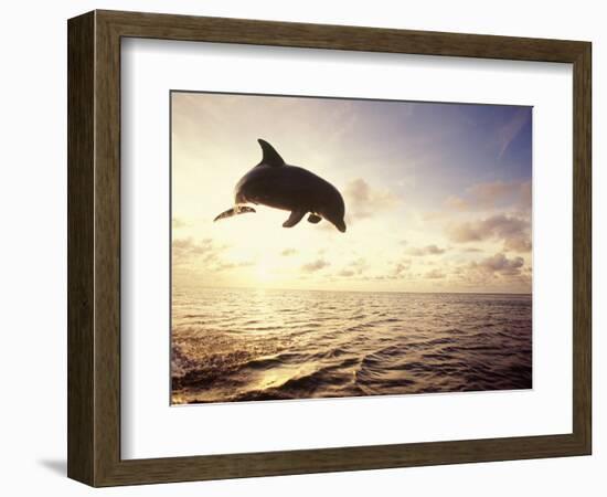 Bottlenose Dolphin Jumping Out of Water-Stuart Westmorland-Framed Photographic Print