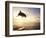 Bottlenose Dolphin Jumping Out of Water-Stuart Westmorland-Framed Photographic Print