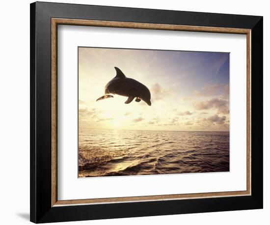 Bottlenose Dolphin Jumping Out of Water-Stuart Westmorland-Framed Photographic Print