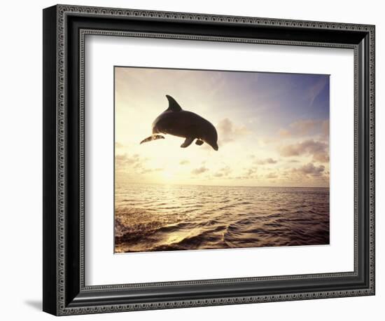 Bottlenose Dolphin Jumping Out of Water-Stuart Westmorland-Framed Photographic Print