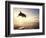 Bottlenose Dolphin Jumping Out of Water-Stuart Westmorland-Framed Photographic Print