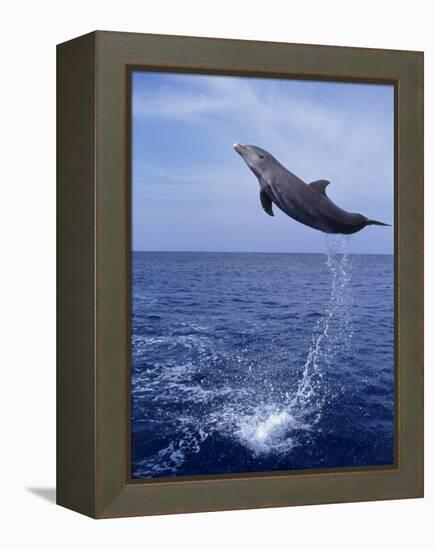 Bottlenose Dolphin Jumping-Stuart Westmorland-Framed Premier Image Canvas