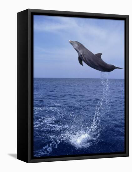 Bottlenose Dolphin Jumping-Stuart Westmorland-Framed Premier Image Canvas