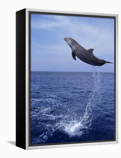 Bottlenose Dolphin Jumping-Stuart Westmorland-Framed Premier Image Canvas