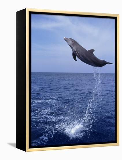 Bottlenose Dolphin Jumping-Stuart Westmorland-Framed Premier Image Canvas