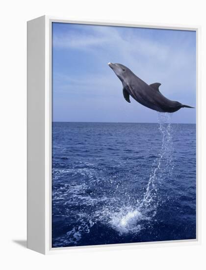 Bottlenose Dolphin Jumping-Stuart Westmorland-Framed Premier Image Canvas