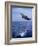 Bottlenose Dolphin Jumping-Stuart Westmorland-Framed Photographic Print