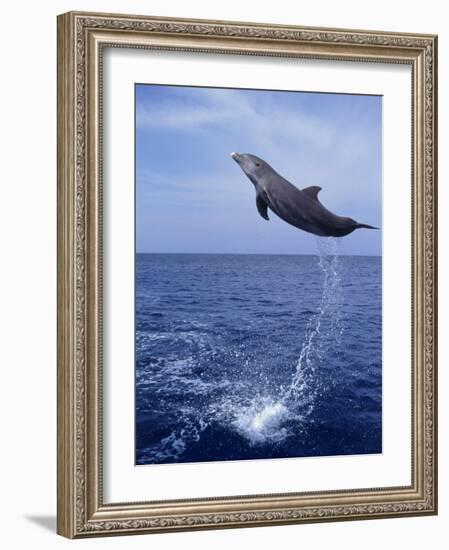 Bottlenose Dolphin Jumping-Stuart Westmorland-Framed Photographic Print