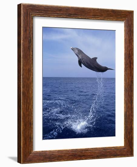 Bottlenose Dolphin Jumping-Stuart Westmorland-Framed Photographic Print