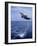 Bottlenose Dolphin Jumping-Stuart Westmorland-Framed Photographic Print