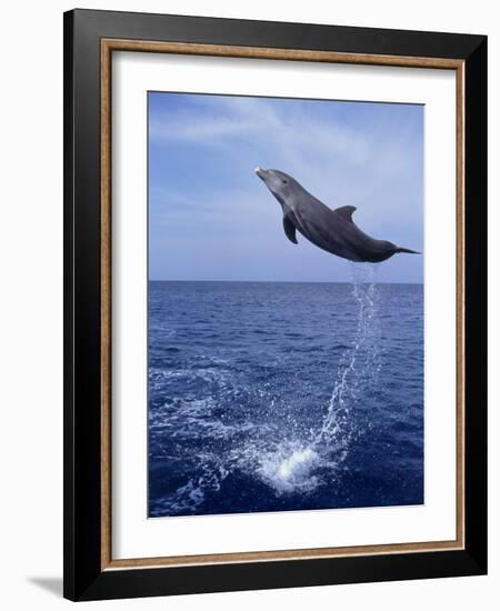 Bottlenose Dolphin Jumping-Stuart Westmorland-Framed Photographic Print