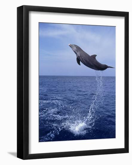 Bottlenose Dolphin Jumping-Stuart Westmorland-Framed Photographic Print