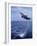 Bottlenose Dolphin Jumping-Stuart Westmorland-Framed Photographic Print