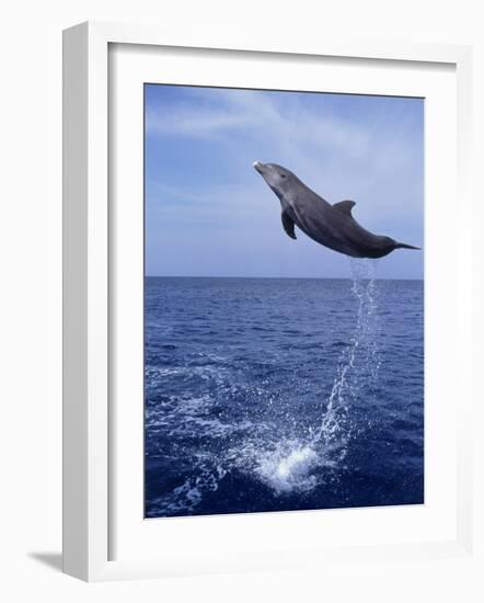 Bottlenose Dolphin Jumping-Stuart Westmorland-Framed Photographic Print