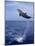 Bottlenose Dolphin Jumping-Stuart Westmorland-Mounted Photographic Print