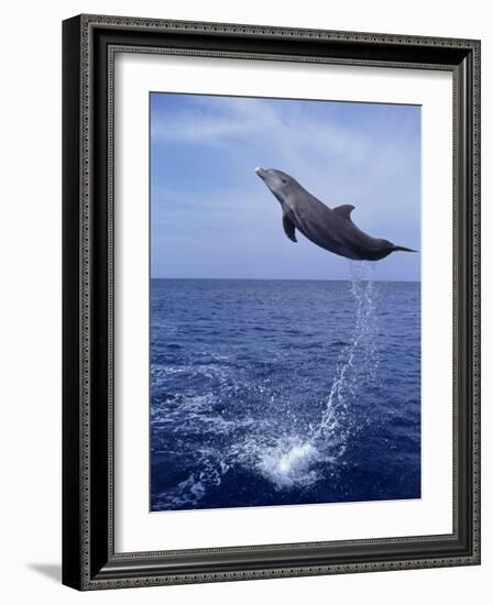 Bottlenose Dolphin Jumping-Stuart Westmorland-Framed Photographic Print