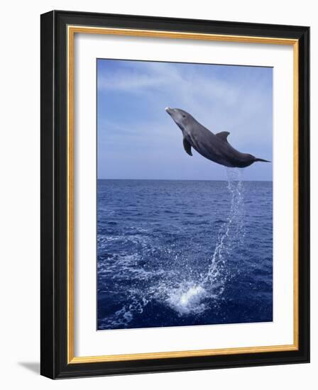 Bottlenose Dolphin Jumping-Stuart Westmorland-Framed Photographic Print