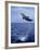 Bottlenose Dolphin Jumping-Stuart Westmorland-Framed Photographic Print