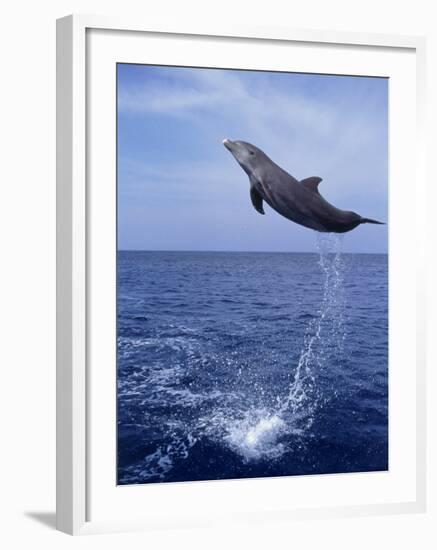 Bottlenose Dolphin Jumping-Stuart Westmorland-Framed Photographic Print