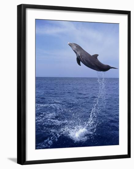 Bottlenose Dolphin Jumping-Stuart Westmorland-Framed Photographic Print