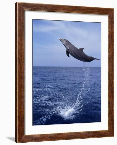 Bottlenose Dolphin Jumping-Stuart Westmorland-Framed Photographic Print