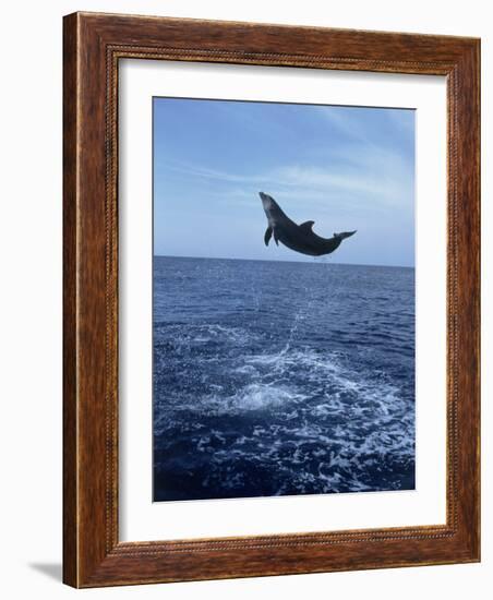 Bottlenose Dolphin Jumping-Stuart Westmorland-Framed Photographic Print