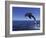 Bottlenose Dolphin Leaping, Bahamas-John Downer-Framed Photographic Print