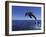 Bottlenose Dolphin Leaping, Bahamas-John Downer-Framed Photographic Print