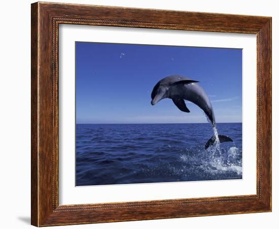 Bottlenose Dolphin Leaping, Bahamas-John Downer-Framed Photographic Print