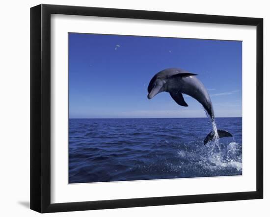 Bottlenose Dolphin Leaping, Bahamas-John Downer-Framed Photographic Print