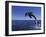 Bottlenose Dolphin Leaping, Bahamas-John Downer-Framed Photographic Print