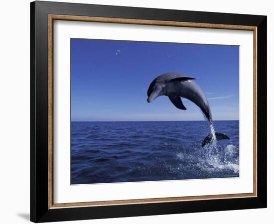 Bottlenose Dolphin Leaping, Bahamas-John Downer-Framed Photographic Print