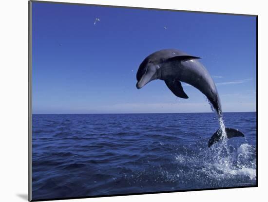 Bottlenose Dolphin Leaping, Bahamas-John Downer-Mounted Photographic Print
