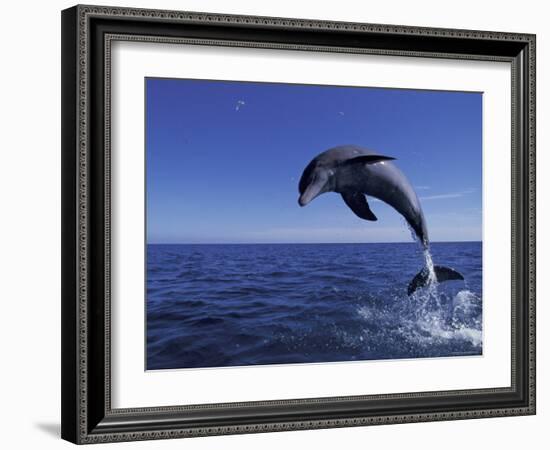 Bottlenose Dolphin Leaping, Bahamas-John Downer-Framed Photographic Print