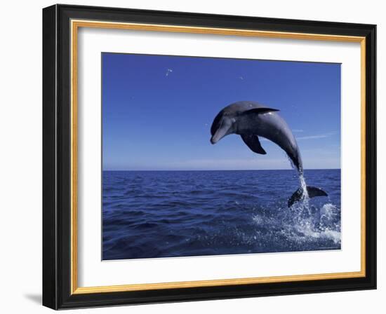 Bottlenose Dolphin Leaping, Bahamas-John Downer-Framed Photographic Print