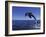 Bottlenose Dolphin Leaping, Bahamas-John Downer-Framed Photographic Print