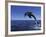 Bottlenose Dolphin Leaping, Bahamas-John Downer-Framed Photographic Print