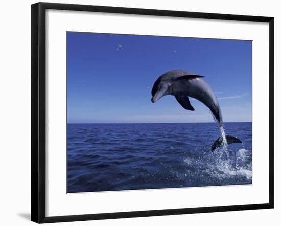 Bottlenose Dolphin Leaping, Bahamas-John Downer-Framed Photographic Print