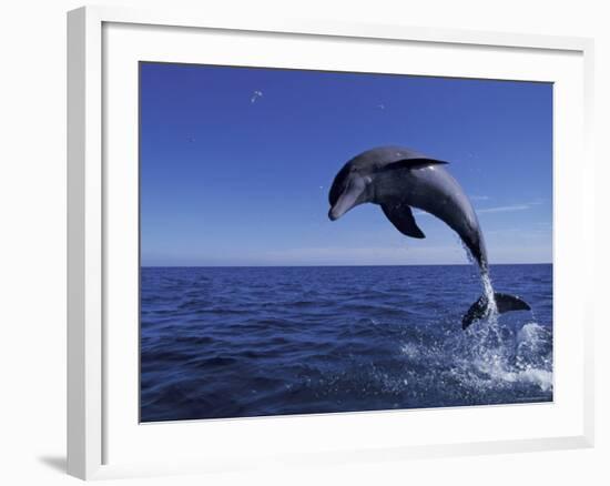 Bottlenose Dolphin Leaping, Bahamas-John Downer-Framed Photographic Print