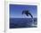 Bottlenose Dolphin Leaping, Bahamas-John Downer-Framed Photographic Print