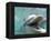 Bottlenose Dolphin Opening Mouth-Stuart Westmorland-Framed Premier Image Canvas