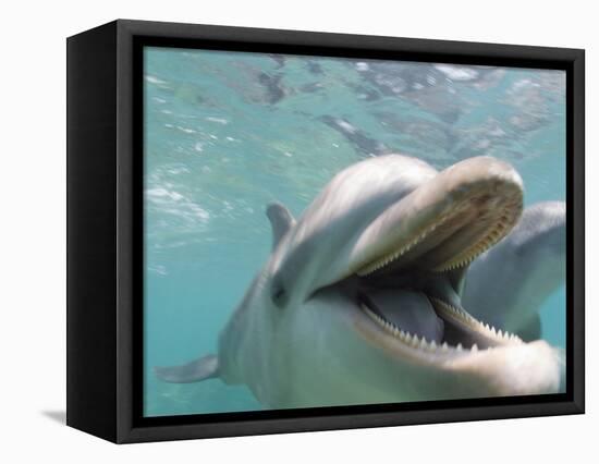Bottlenose Dolphin Opening Mouth-Stuart Westmorland-Framed Premier Image Canvas