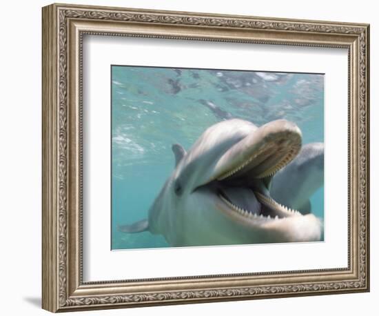 Bottlenose Dolphin Opening Mouth-Stuart Westmorland-Framed Photographic Print